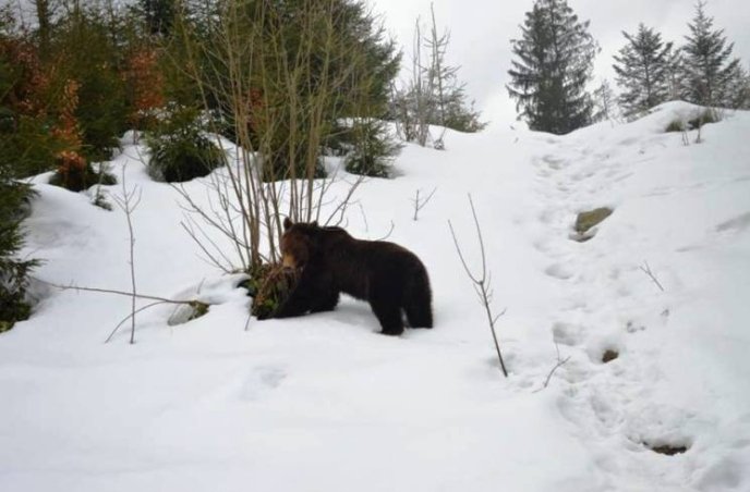 У нацпарку "Синевир" уже прокинулися ведмеді – 06