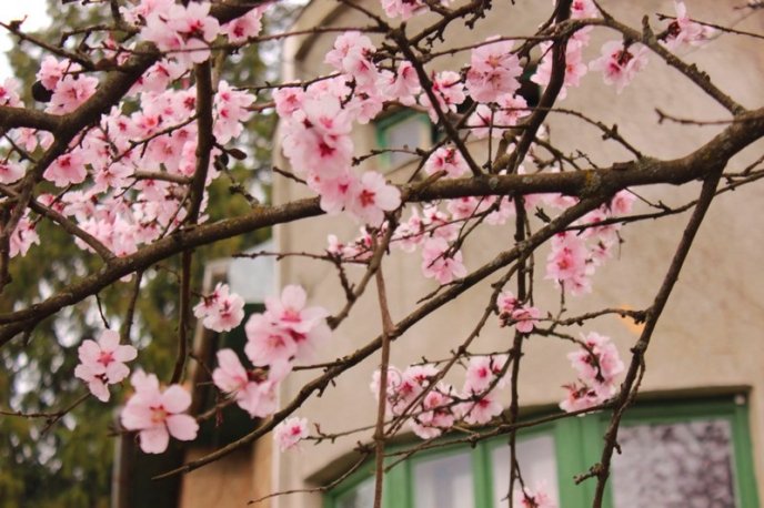 Цвітіння дерев у Мукачеві: краса у центрі міста – 05