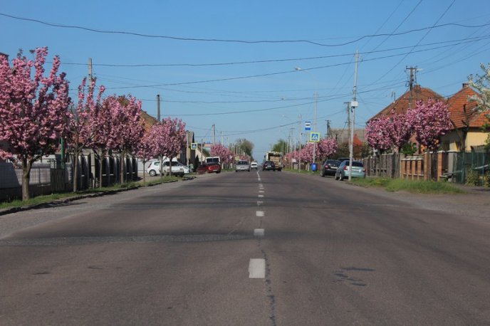 Неймовірна краса: у Мукачеві квітне найдовша алея сакур на Закарпатті – 15