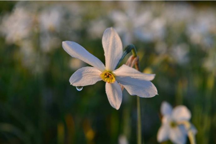 Схід сонця над Долиною нарцисів: у мережі показали неймовірні фото – 02