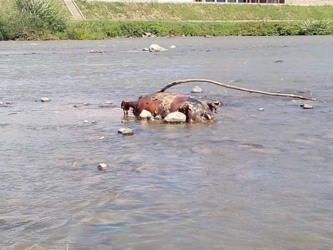 У Мукачеві в Латориці виявили труп – 03