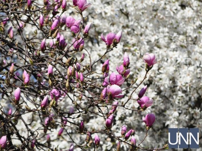 Ужгород потопає у цвіті магнолій – 01