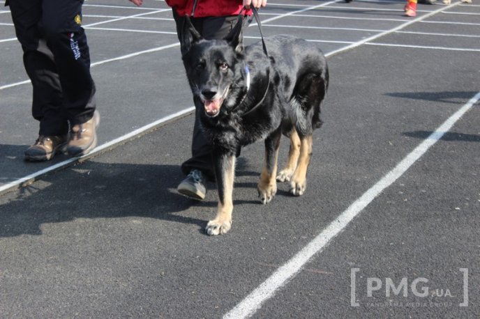 Збірна Франції перемогла на чемпіонаті світу зі слідової роботи службових собак – 43