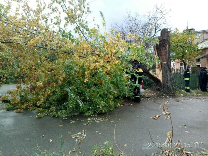 В Ужгороді дерево впало на автомобіль – 01