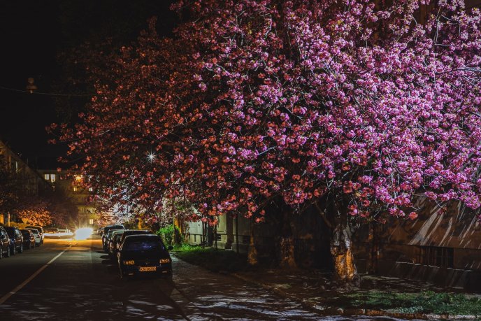Сакури в Ужгороді: де знайти найкрасивіші дерева (мапа) – 02
