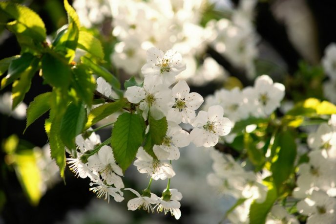 Вишні, магнолії, сакури: із кожним днем в Ужгороді квітне дедалі більше дерев – 04