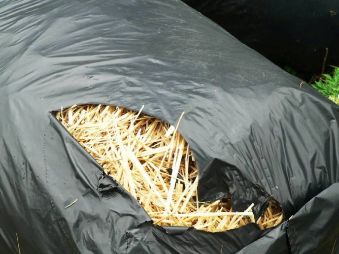 Мертвих свиней у пакетах на трасі біля села Зняцьово не знайшли – 03