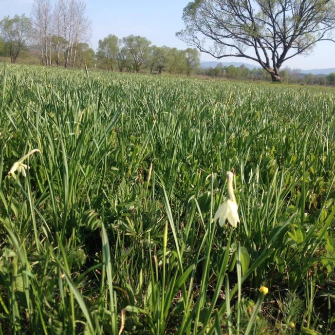 Перші вже розквітли: коли очікують масове цвітіння квітів у Долині нарцисів – 02