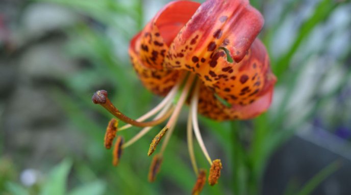 Закарпатка вирощує понад 30 видів різнокольорових лілій – 02