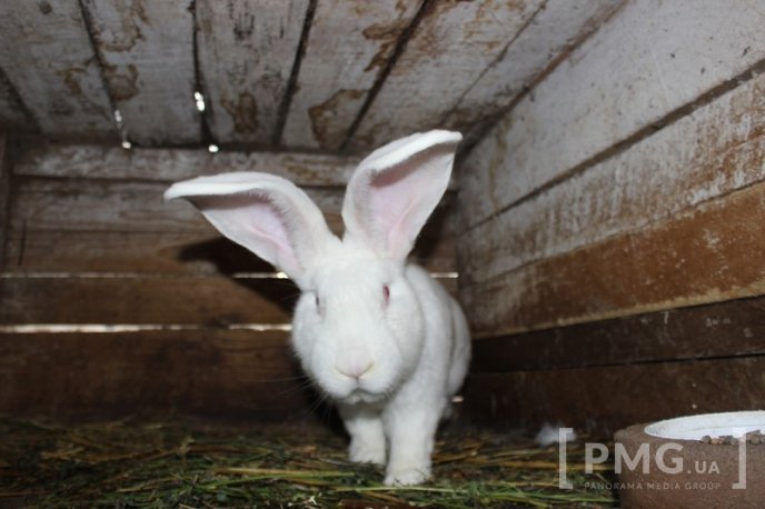 Закарпатець розводить кролів і непогано на цьому заробляє – 11