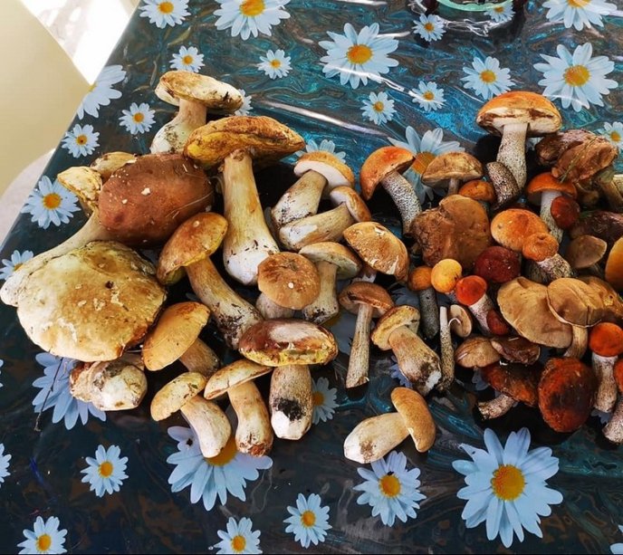 Грибний бум на Закарпатті: де зараз збирають найбільше грибів – 25