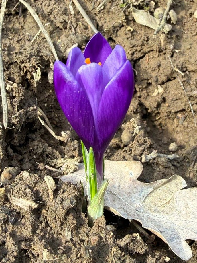 Цвітіння перших шафранів на Закарпатті