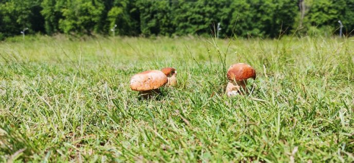 Грибний сезон на Закарпатті: відомо, в яких районах уже збирають лісові трофеї – 01