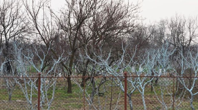 На Закарпатті почали квітнути абрикоси – 03