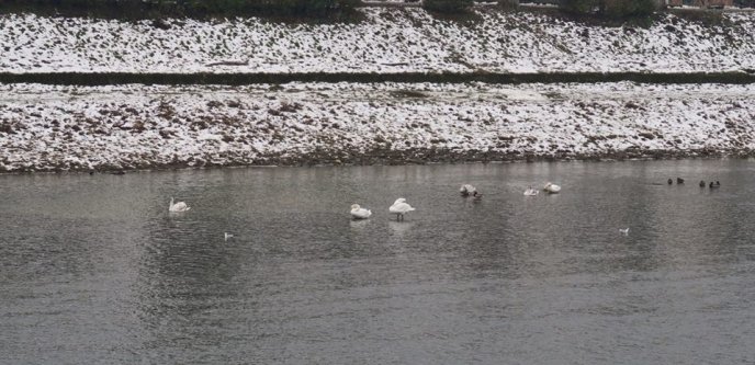 "Пташиний" рекорд в Ужгороді: 25 лебедів прилетіли на річку Уж – 02