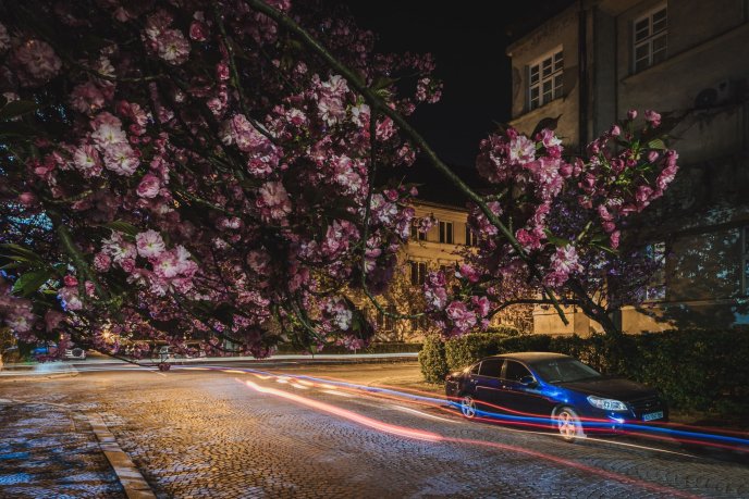 Сакури в Ужгороді: де знайти найкрасивіші дерева (мапа) – 05