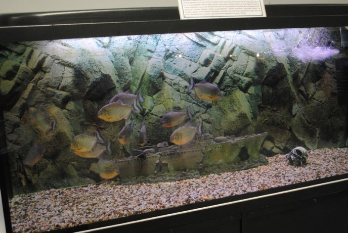 У Мукачеві відкрили виставку риб (ФОТОРЕПОРТАЖ) – 04