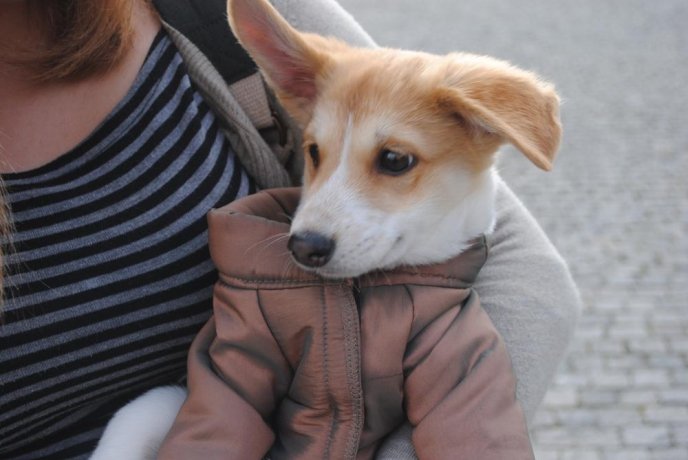 Пес на візку став одним із учасників маршу за права тварин в Ужгороді – 11