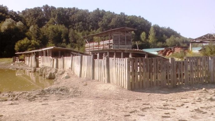 Спочатку тварин присипили, потім скинули у скотомогильник, далі спалили: як на Мукачівщині свиней утилізовують – 11