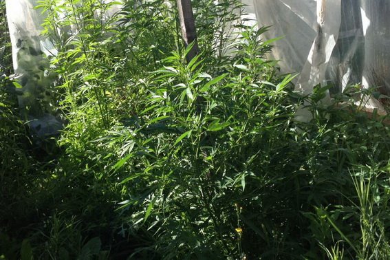 Берегівські поліцейські ліквідували плантацію коноплі, яку вирощував місцевий мешканець – 04