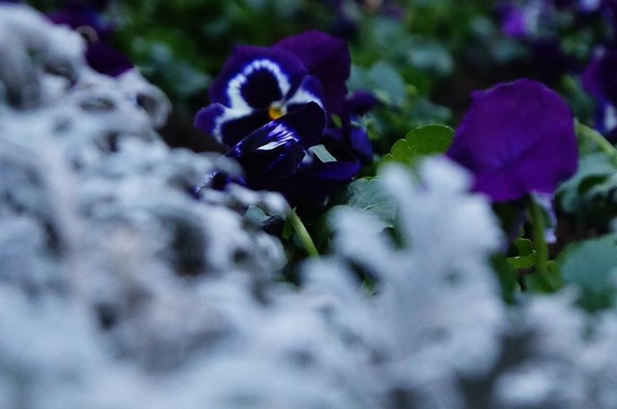 У центрі Мукачева комунальники висадили морозостійкі квіти – 08