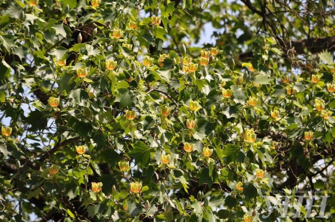В Ужгороді зацвіло тюльпанове дерево – 04