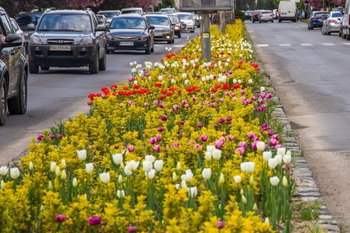 В Ужгороді розквітли понад 40 000 тюльпанів – 06