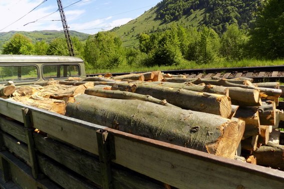 На Великоберезнянщині правоохоронці зупинили вантажівку з нелегальною деревиною – 02