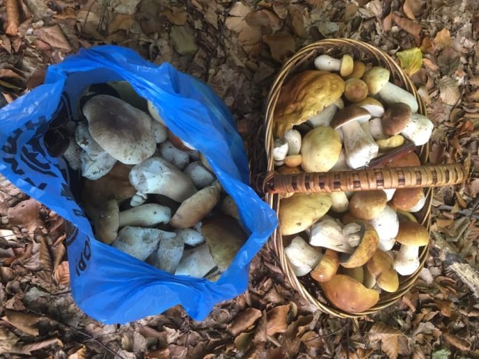 У лісах Закарпаття збирають щедрий грибний урожай – 06