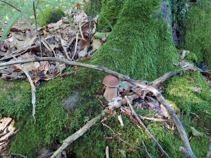 Грибний сезон у розпалі: в яких районах Закарпаття вже збирають гриби – 09