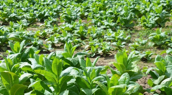 Як біля Мукачева тютюн вирощують – 03