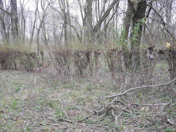 У Боздоському парку Ужгорода провели обстеження дерев – 06