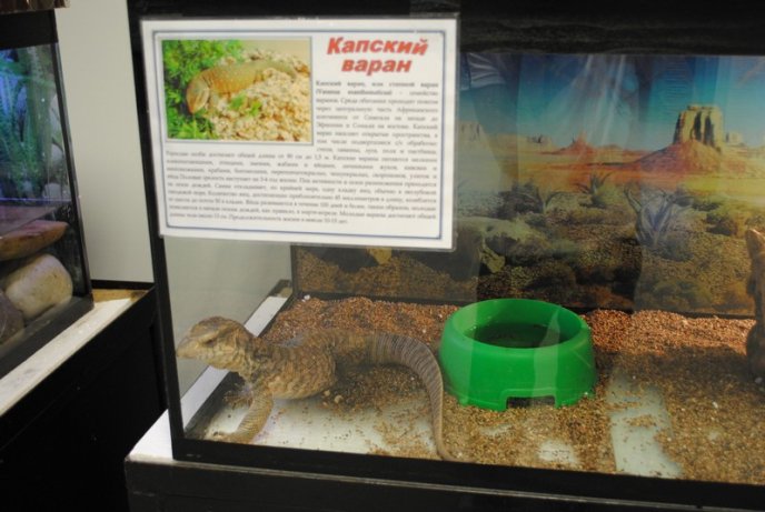 У Мукачеві відкрили виставку риб (ФОТОРЕПОРТАЖ) – 06