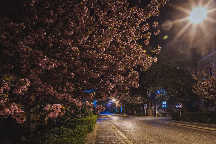 Сакури в Ужгороді: де знайти найкрасивіші дерева (мапа) – 04