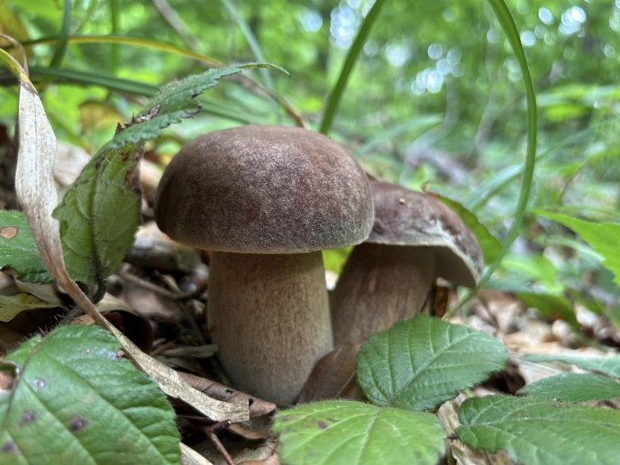 Грибний сезон у розпалі: в яких районах Закарпаття вже збирають гриби – 01