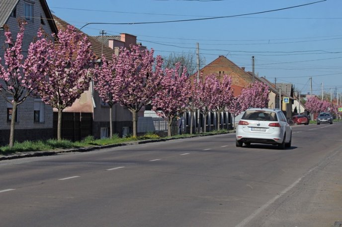 Неймовірна краса: у Мукачеві квітне найдовша алея сакур на Закарпатті – 01