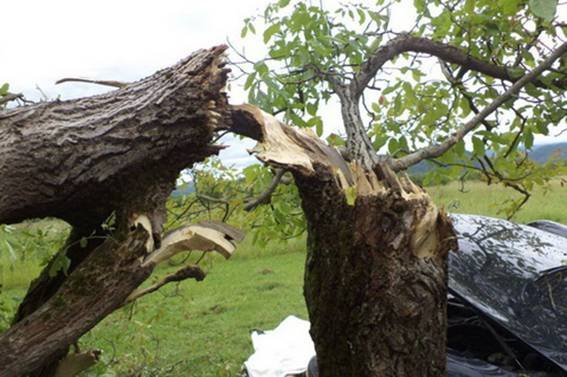Смертельна ДТП на Хустщині: двоє осіб загинули внаслідок зіткнення автівки з деревом – 03