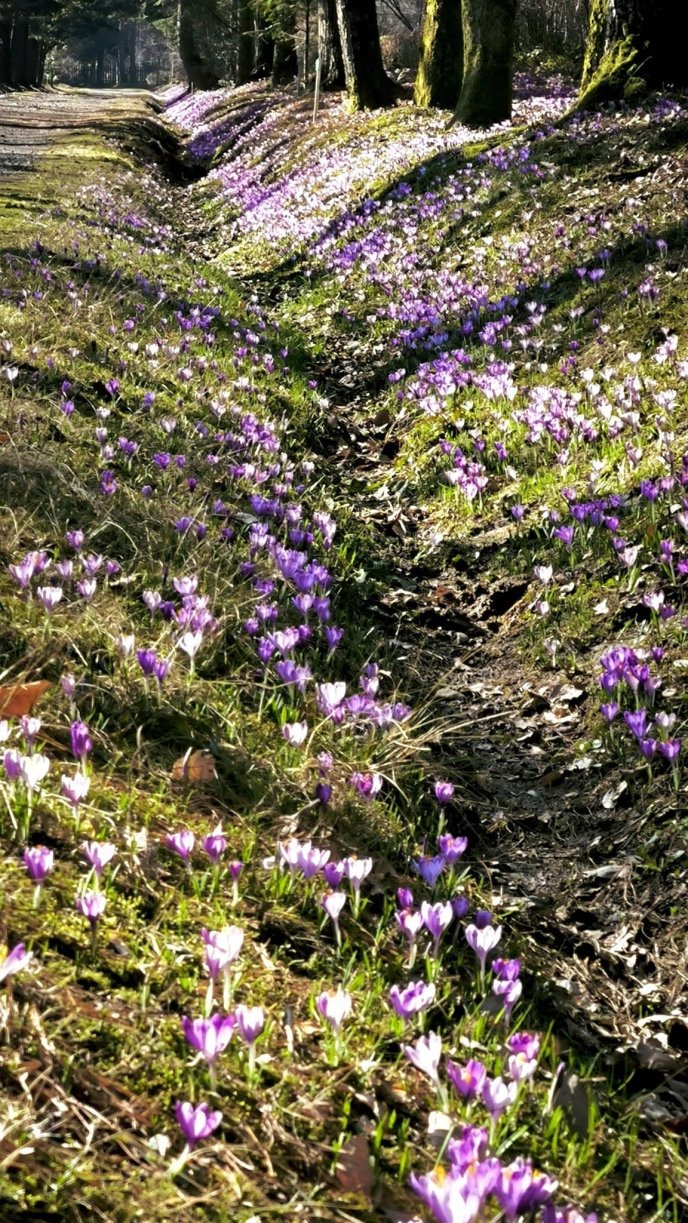 Квіти у дендропарку. Фото: Максим Адаменко