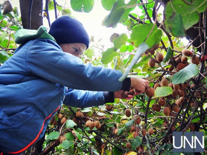На Закарпатті почали збирати врожай унікального сорту ківі – 04