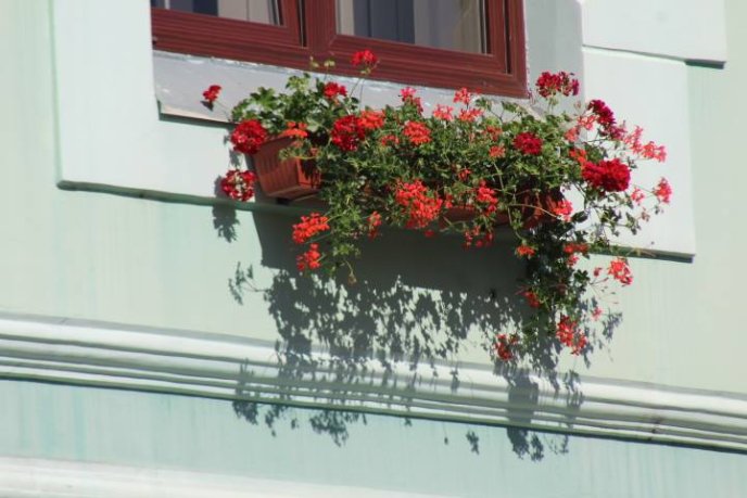 Мукачівську ратушу прикрасили квітами – 04 Мукачівську ратушу прикрасили квітами – 04