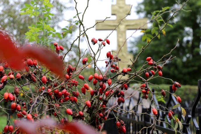Мережу облетіли фото осіннього Ужгорода – 07