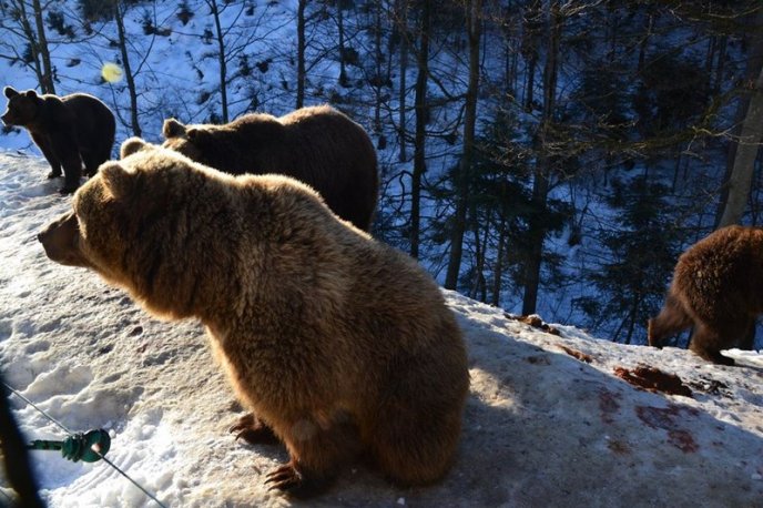 Соцмережі підкорюють фото ведмедів із Синевиру – 12 Соцмережі підкорюють фото ведмедів із Синевиру – 12