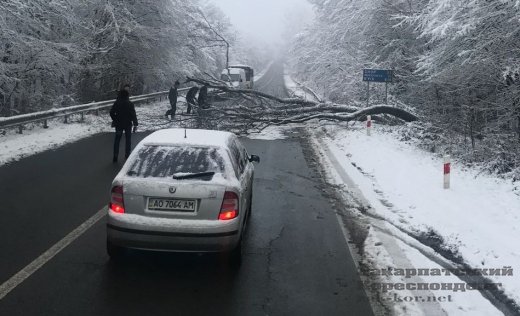 На об’їзній дорозі в Ужгороді дерево впало на дорогу та зупинило рух транспорту – 03