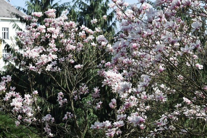 Вишні, магнолії, сакури: із кожним днем в Ужгороді квітне дедалі більше дерев – 17