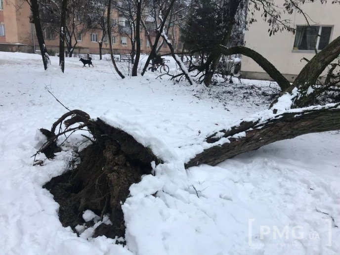 У Мукачеві величезне дерево впало на дитячий майданчик – 04