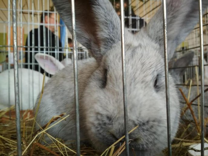 В Ужгороді відбулась виставка кролів – 04