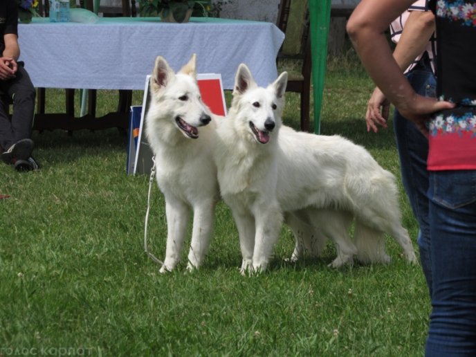 В селищі Чинадієво стартувала Всеукраїнська виставка собак усіх порід "Munkachi – 2016" – 14