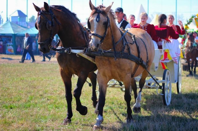 Для того, щоб приготувати на BEREG FEST рекордну кількість боґрачу пішло 8 поросят та одне теля (ФОТО) – 13
