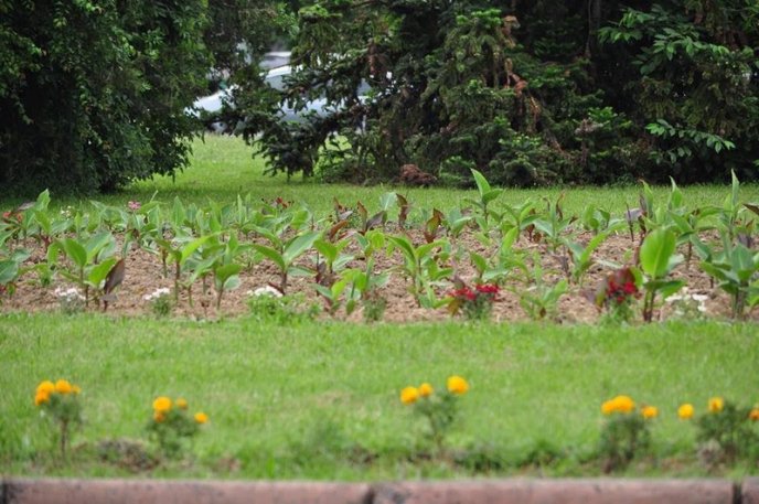 Ужгород буяє квітковим різнобарв’ям – 15