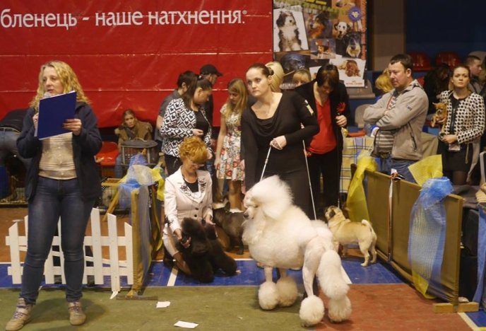 В Ужгороді визначили переможця Міжнародної виставки собак – 10
